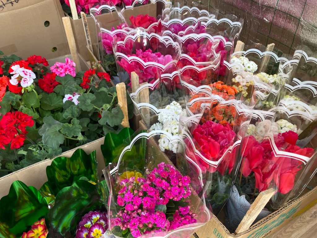 В Кашарах появились первые весенние цветы