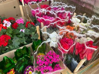 В Кашарах появились первые весенние цветы