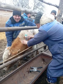 В Кашарском районе началась вакцинация против ящура