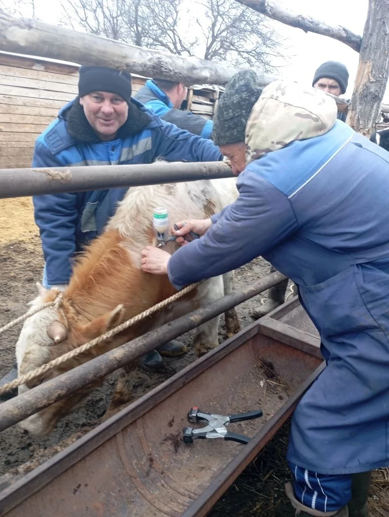 В Кашарском районе началась вакцинация против ящура