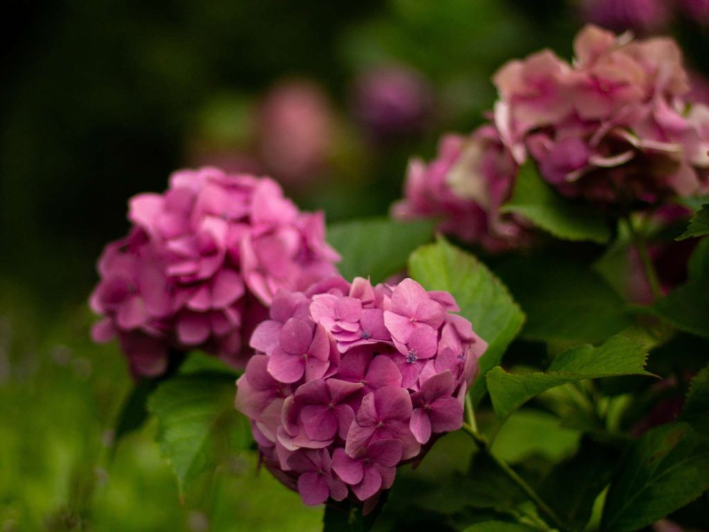 Эксперты объяснили, почему гортензия может не цвести после обрезки