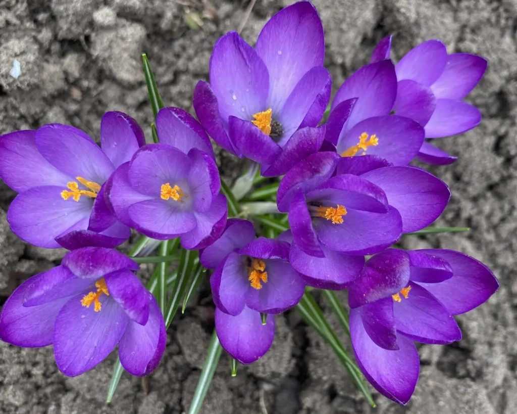 Эксперты советуют вносить дрожжевую подкормку для цветов каждые 10 дней