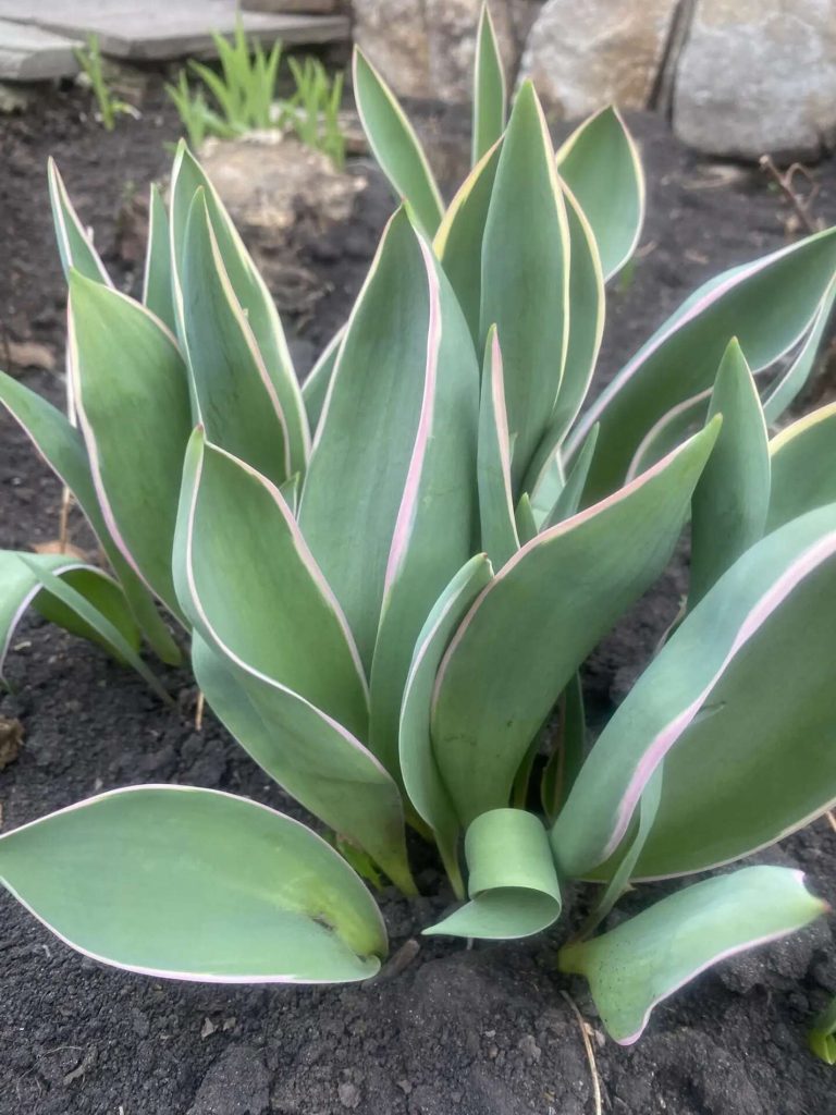 Специалисты объяснили механизм защиты тюльпанов от весенних морозов