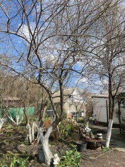 Чем подкормить плодовые деревья весной: советы агрономов