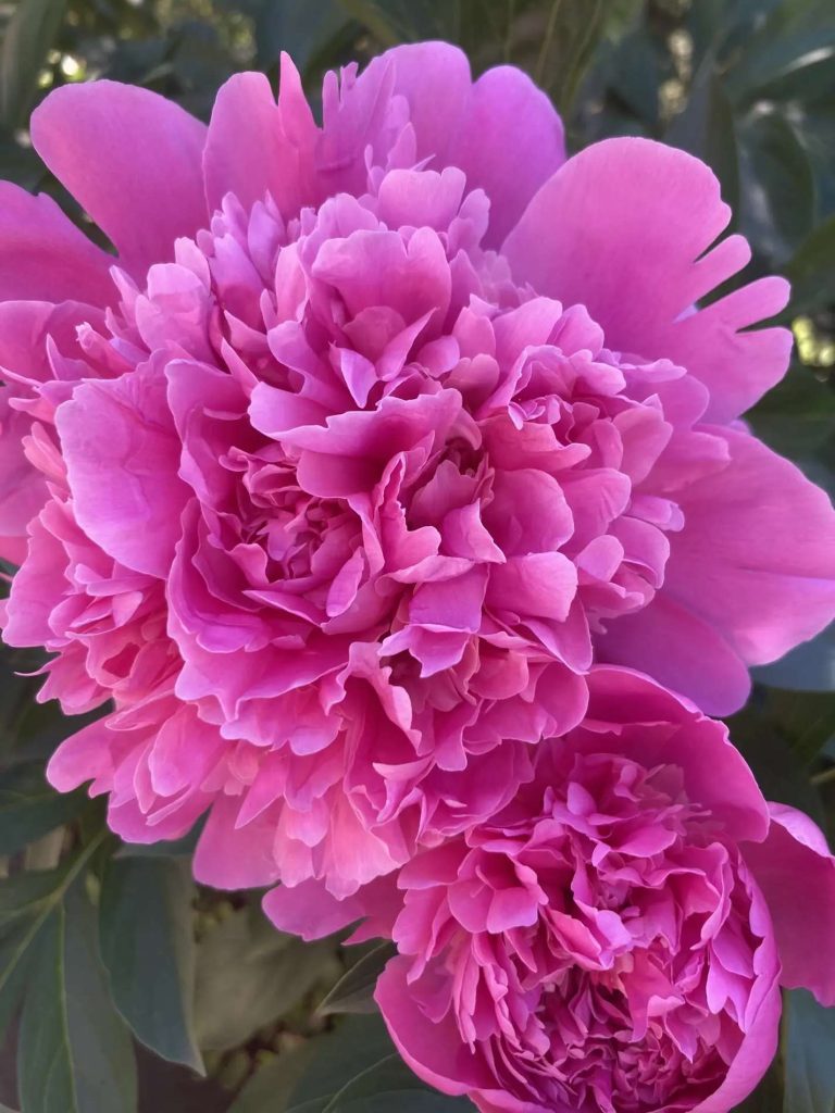 3 весенние подкормки обеспечат пышное цветение пионов в июне